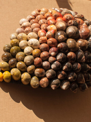 Shell Headpiece